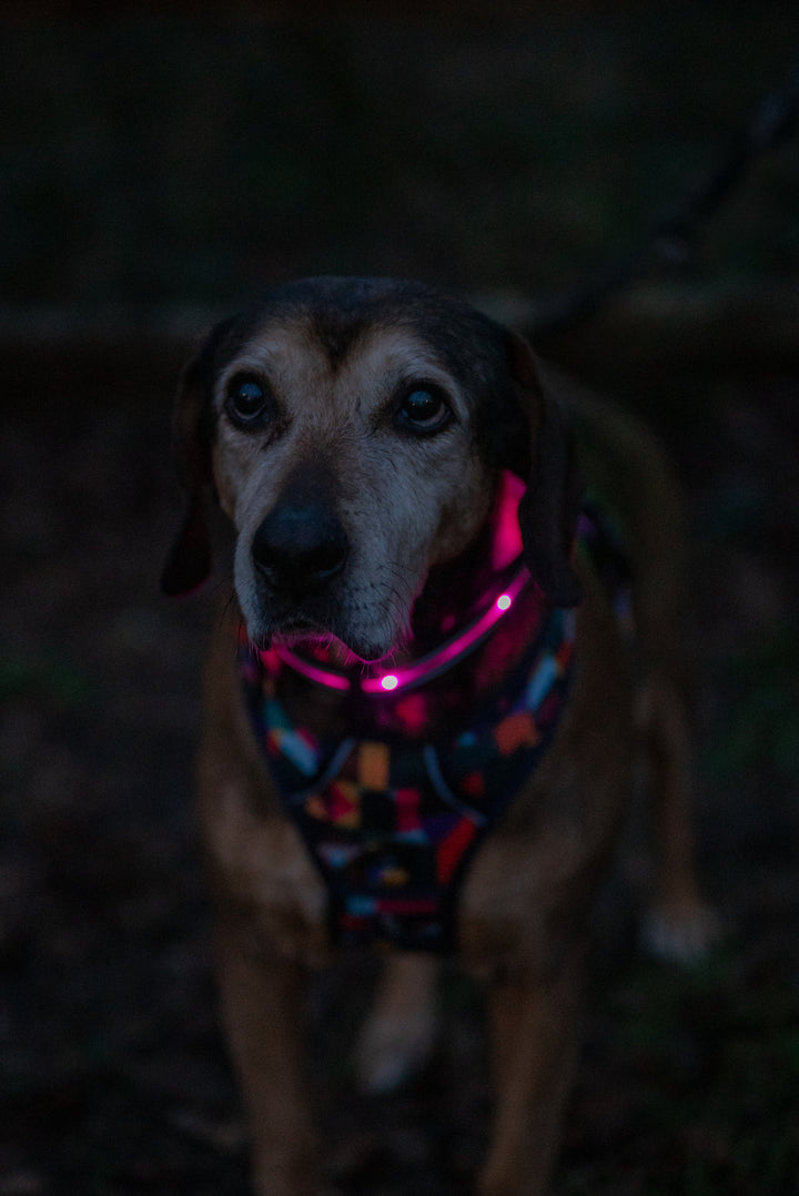 TrekBright™ Light-Up Collar