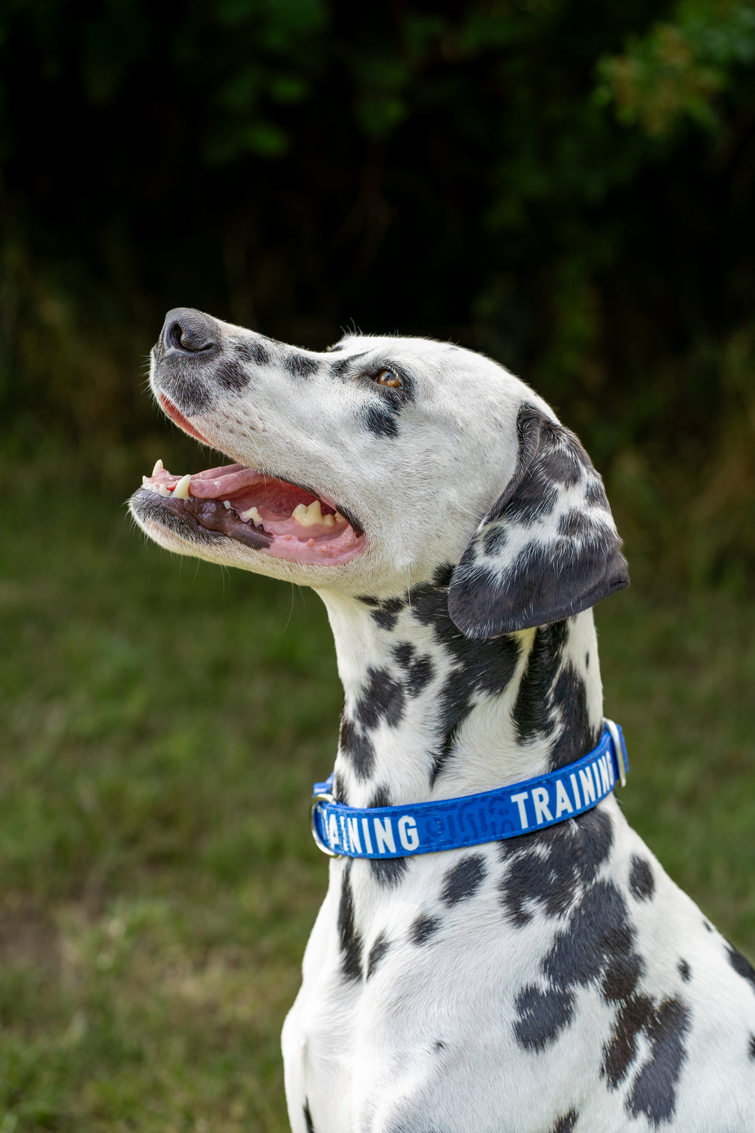 Awareness Collar