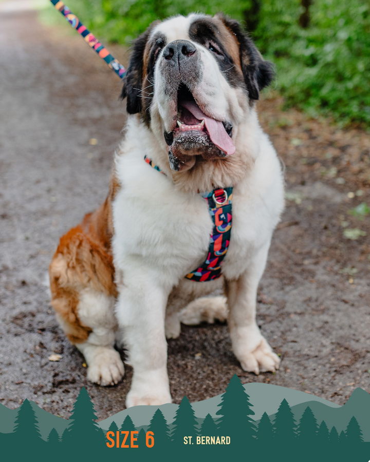 Adventure Harness 2.0 - Aurora