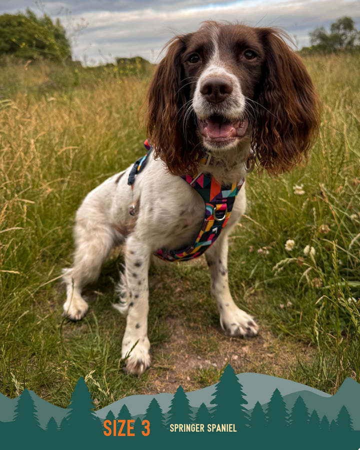 Adventure Harness 2.0 - Aurora