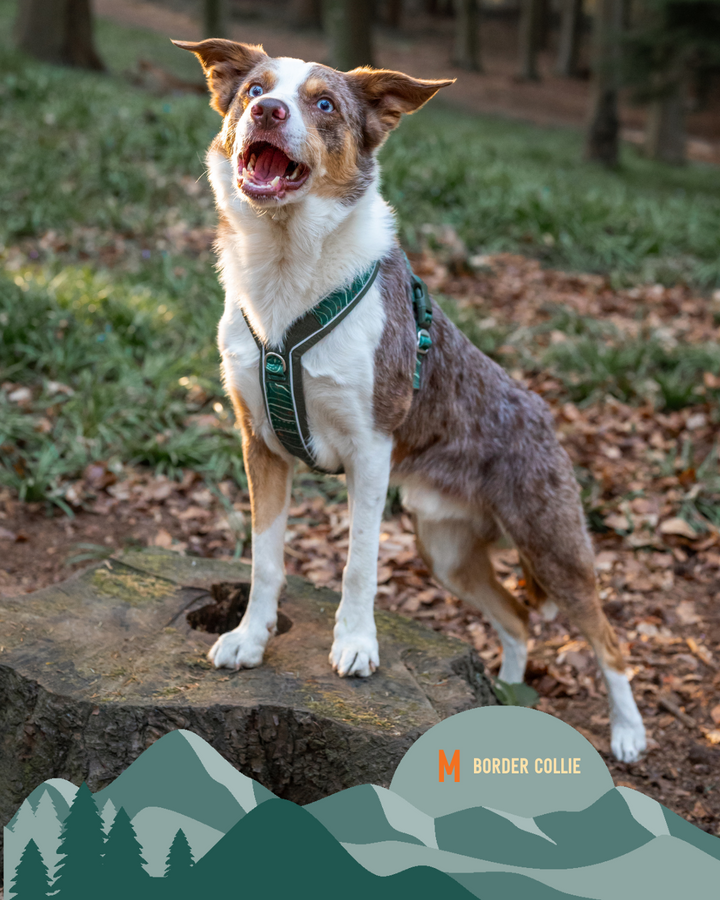Apex® Harness - Nomad