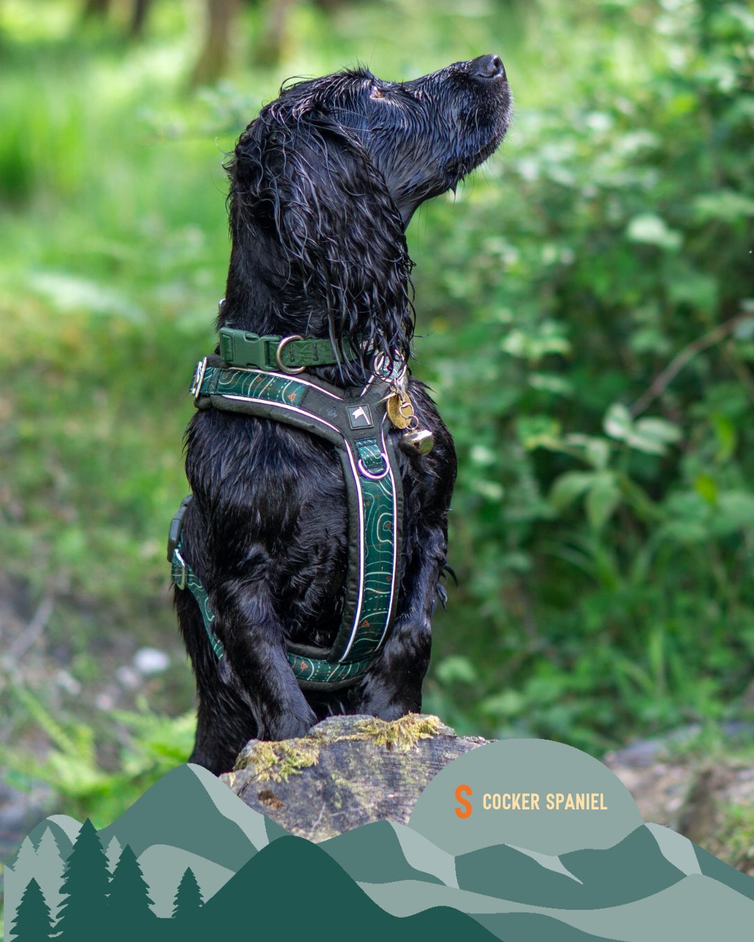 Apex® Harness - Nomad