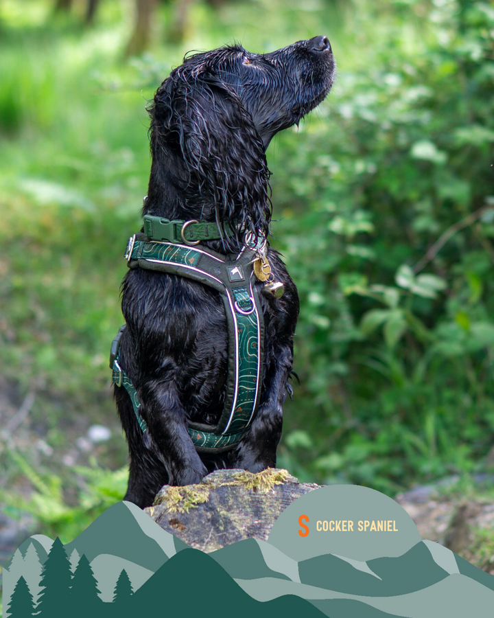 Apex® Harness - Nomad