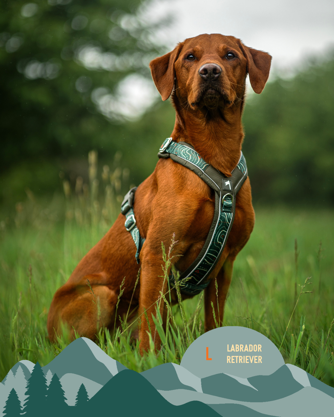 Apex® Harness - Nomad