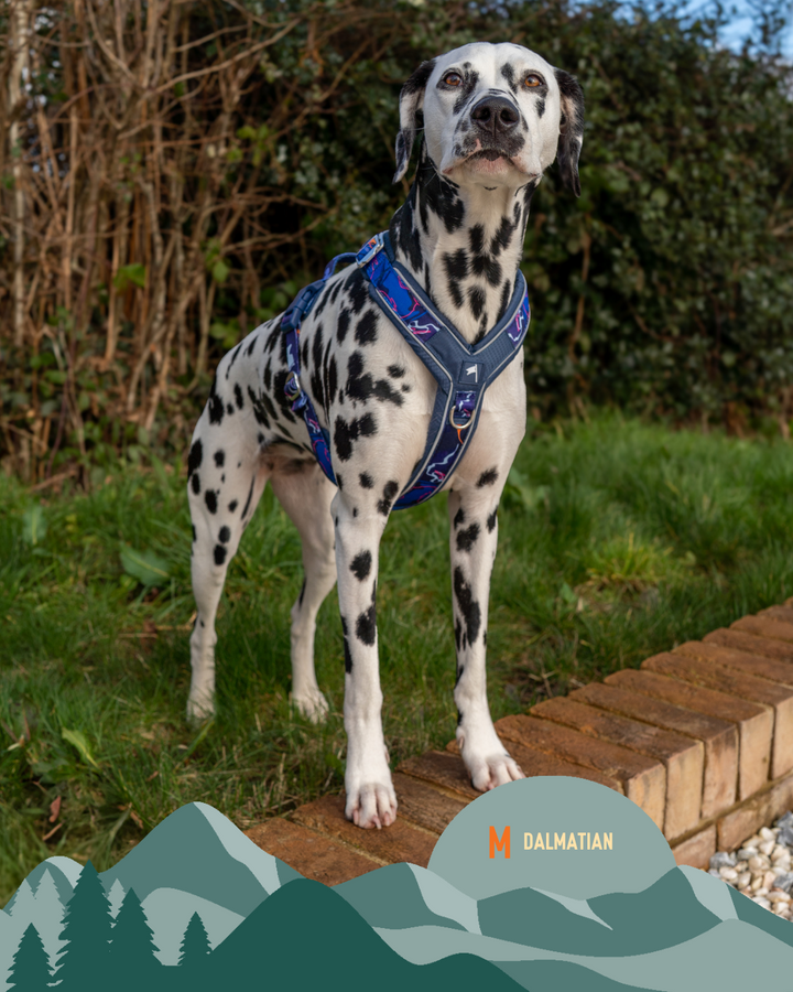 Apex® Harness - Nebula