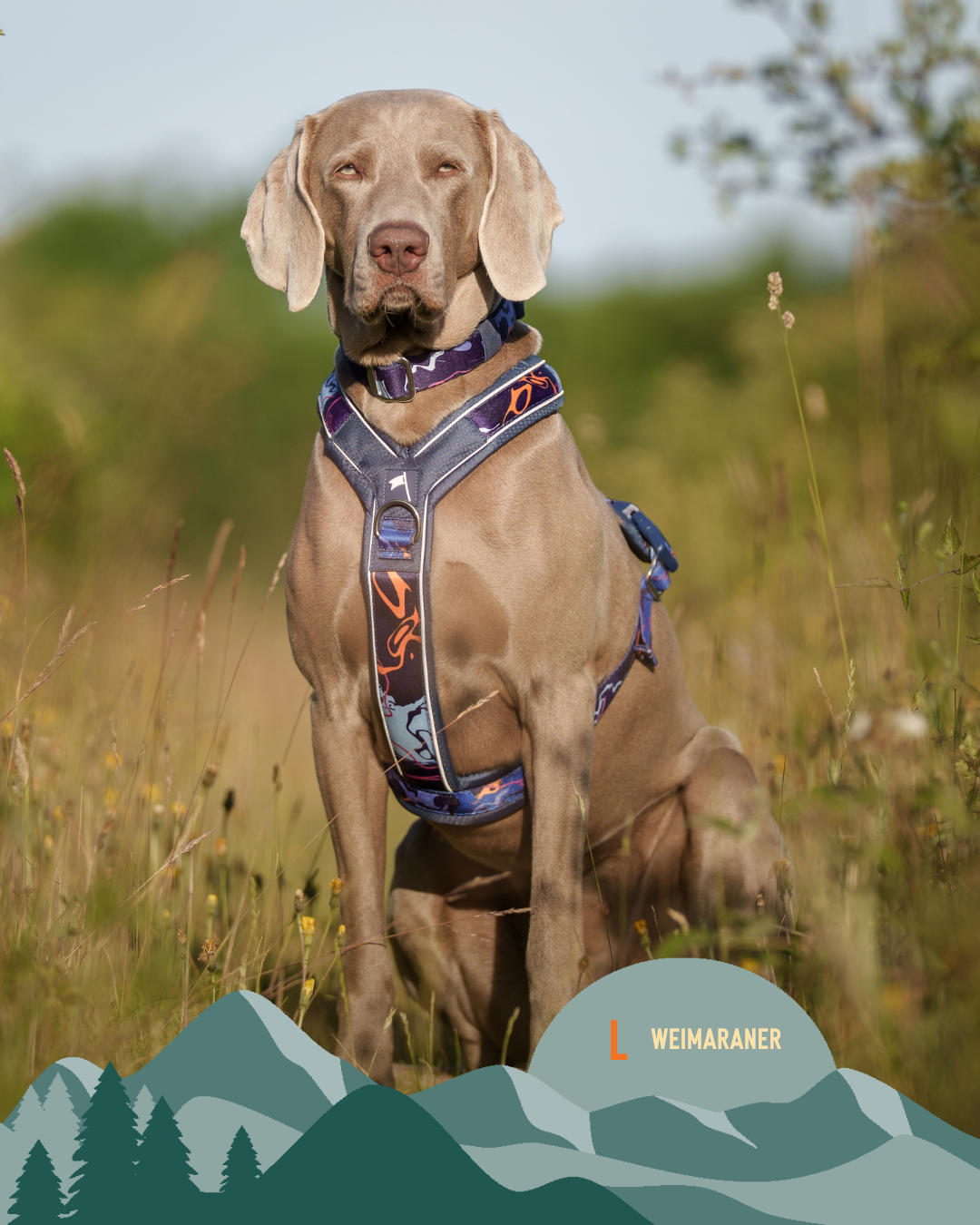 Apex® Harness - Nebula
