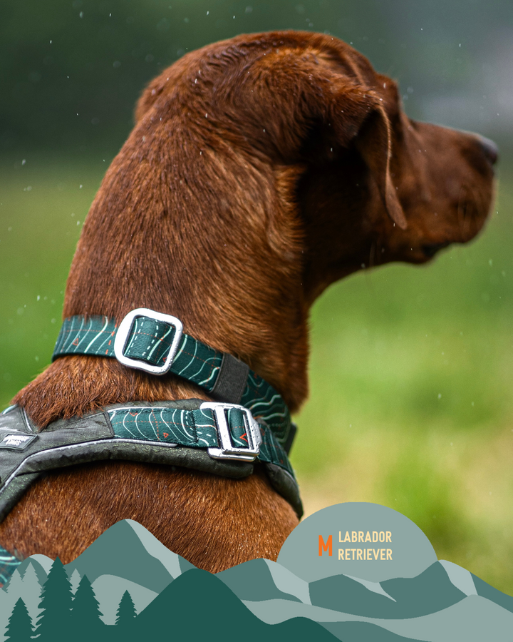 Apex® Collar - Nomad