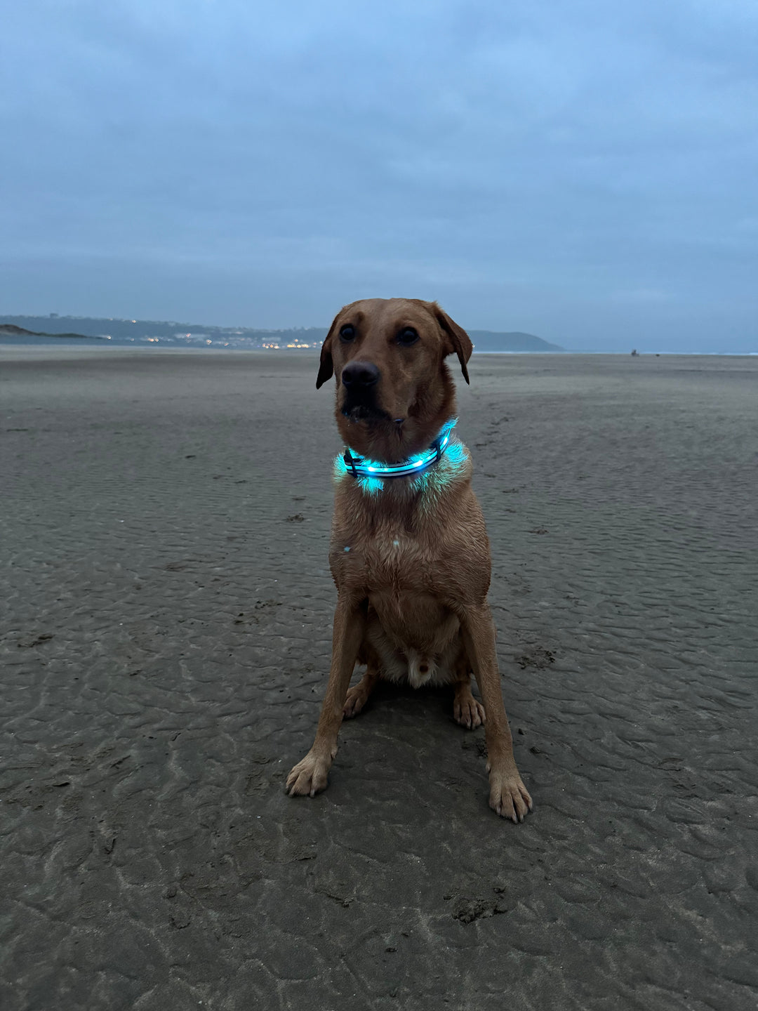 TrekBright™ Light-Up Collar