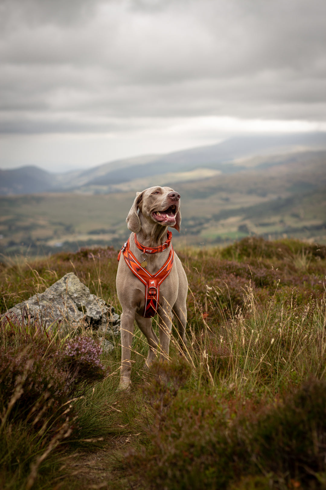 Apex® Harness