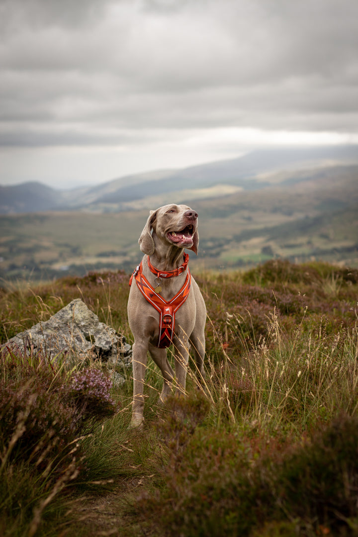 Apex® Harness