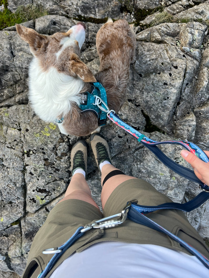 Multi-Way Lead