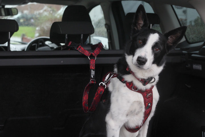 Adventure Dog Safety Seatbelt - Alpenglow