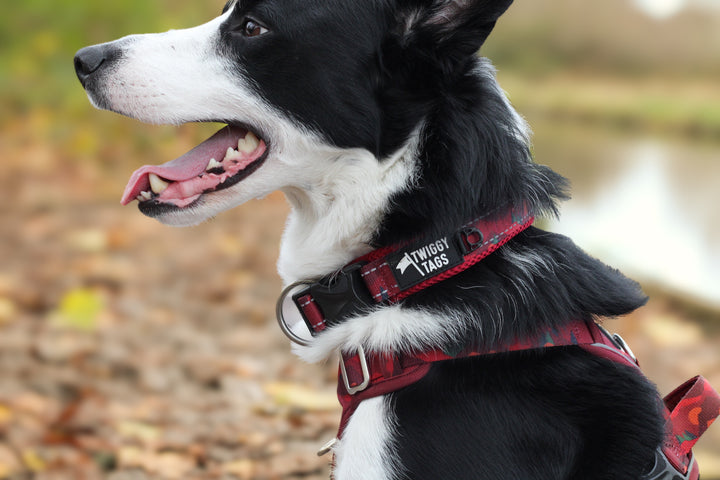 Adventure Collar - Alpenglow