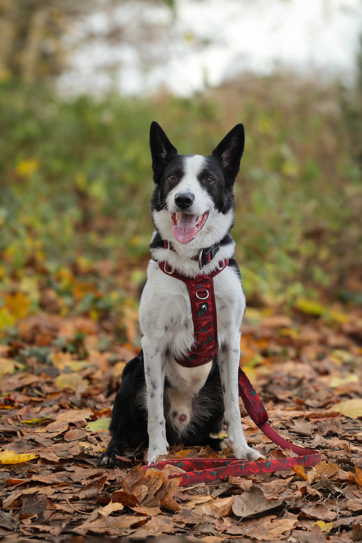 Adventure Harness - Alpenglow