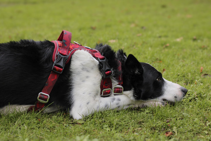 Adventure Harness - Alpenglow