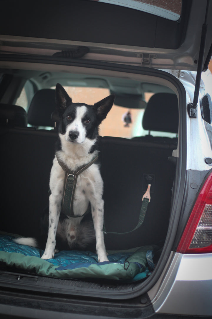 ISOFIX Seat Belt