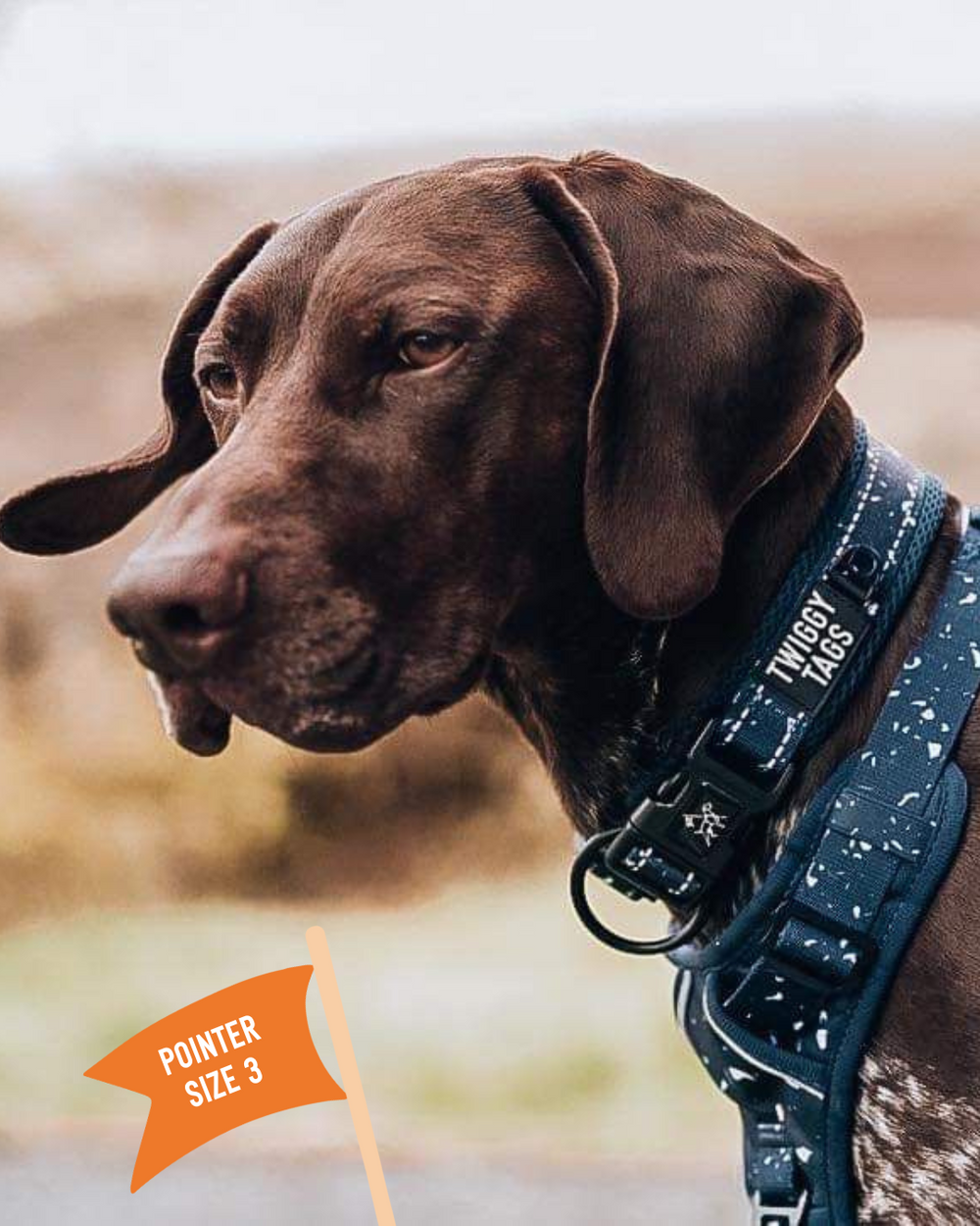 Ed hardy dog collar online