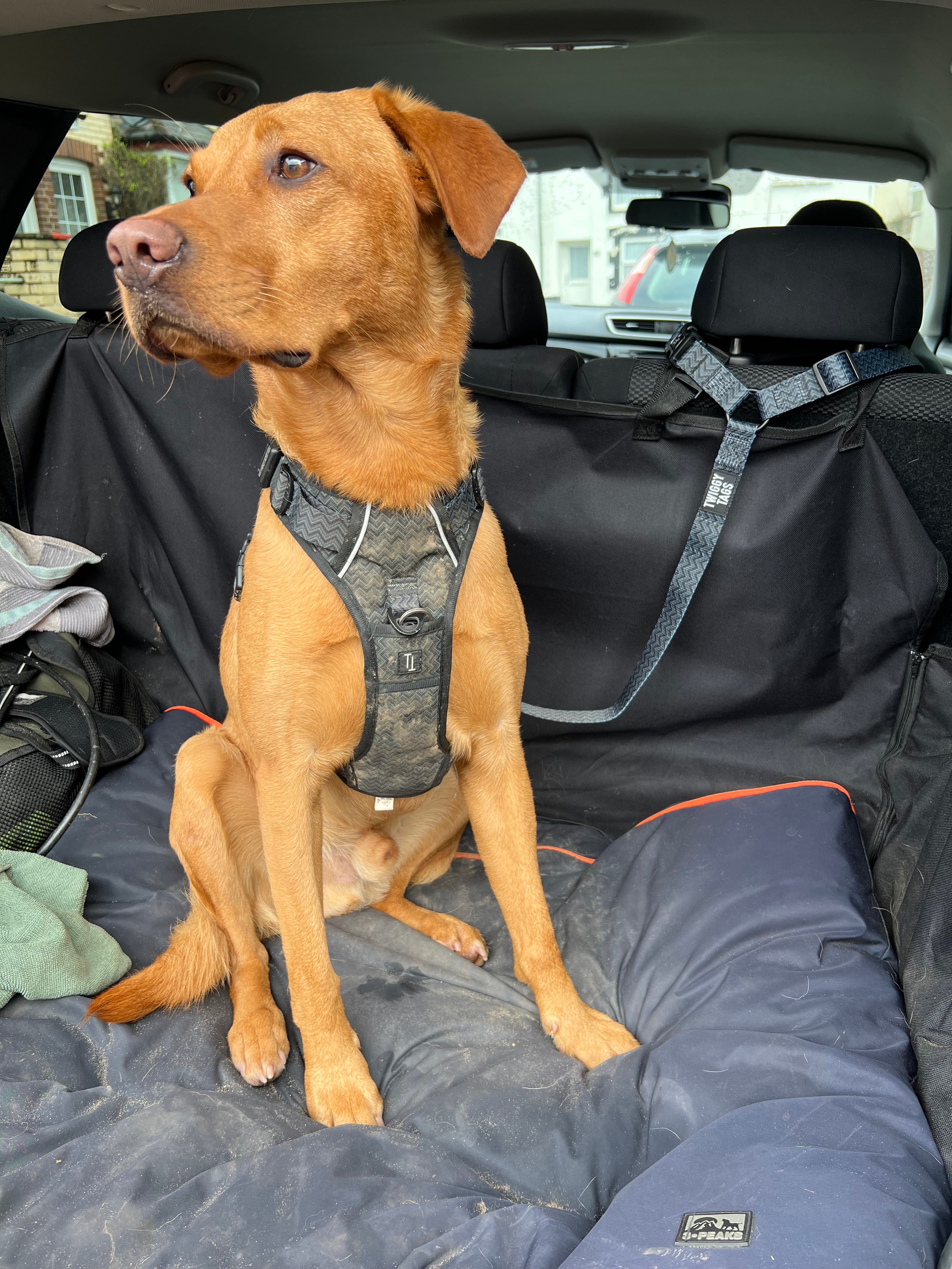 Long dog seat clearance belt