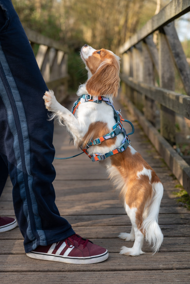 Scramble Harness