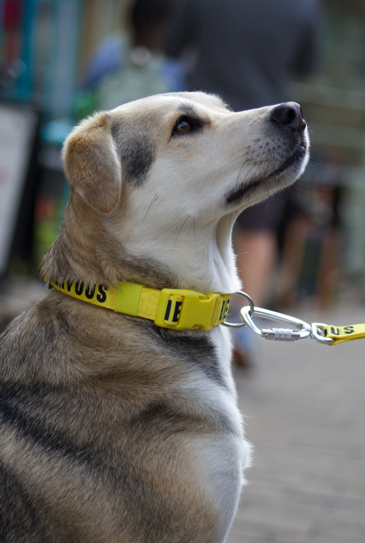 Awareness Collar