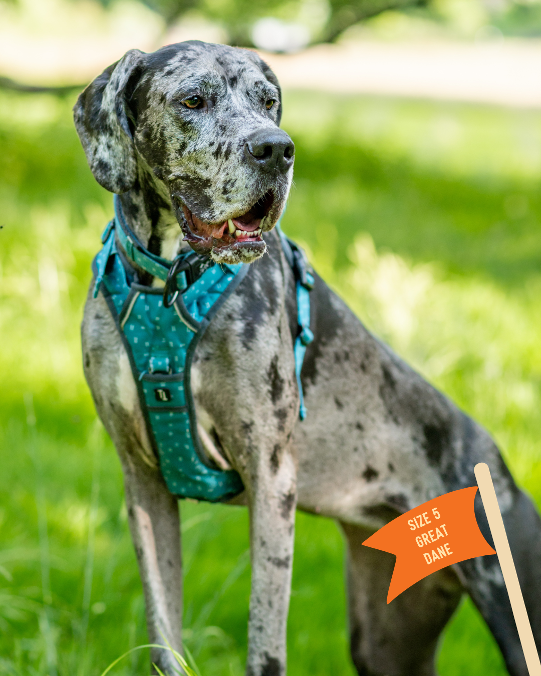 Dane Puppy Best Collars For Great Danes Great Dane Collar