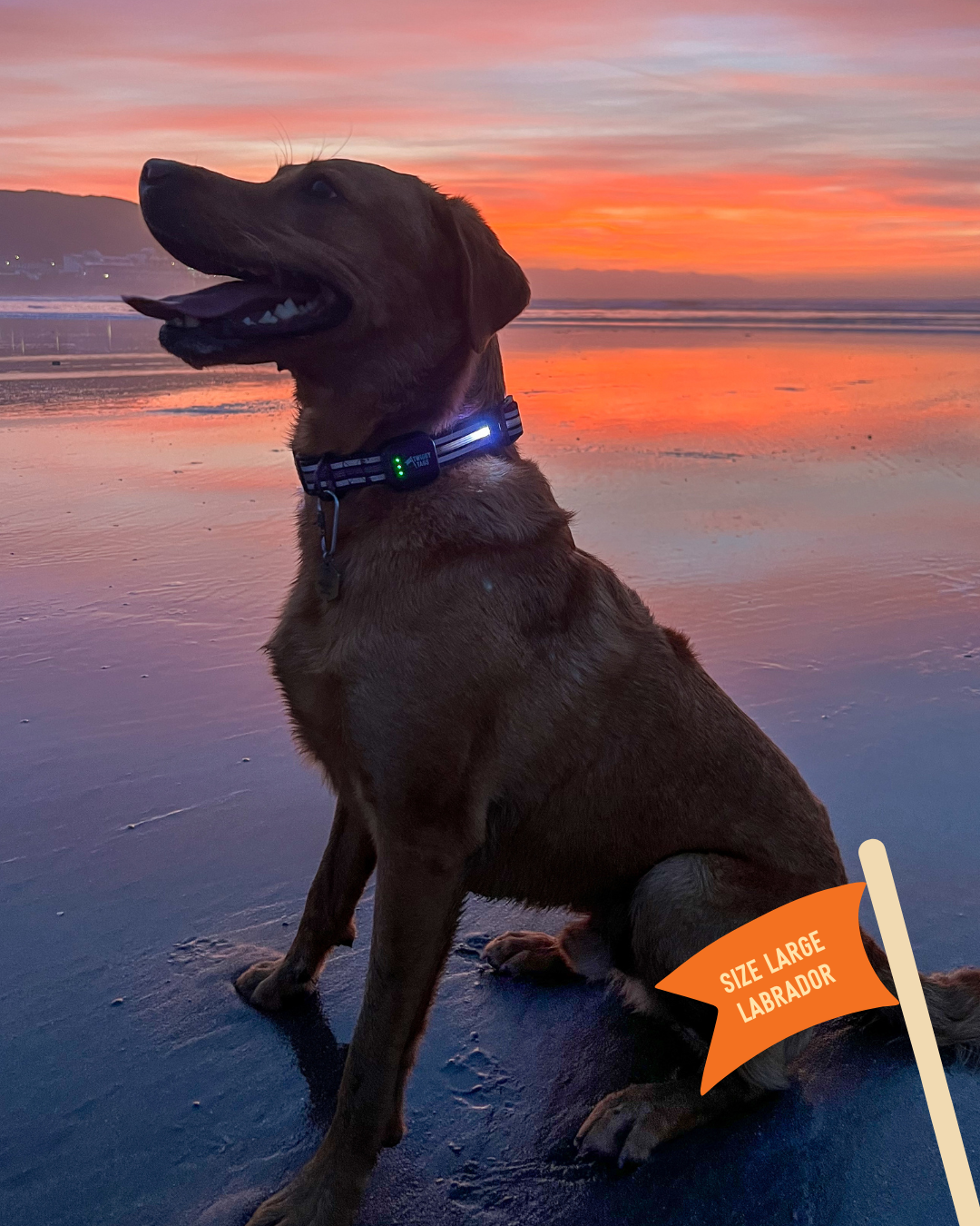 thumbnail image 2 of 1 Pet Dog Cat Bone Shape LED Blink Flashing Safety Light Tag Collar Red 2 of 13