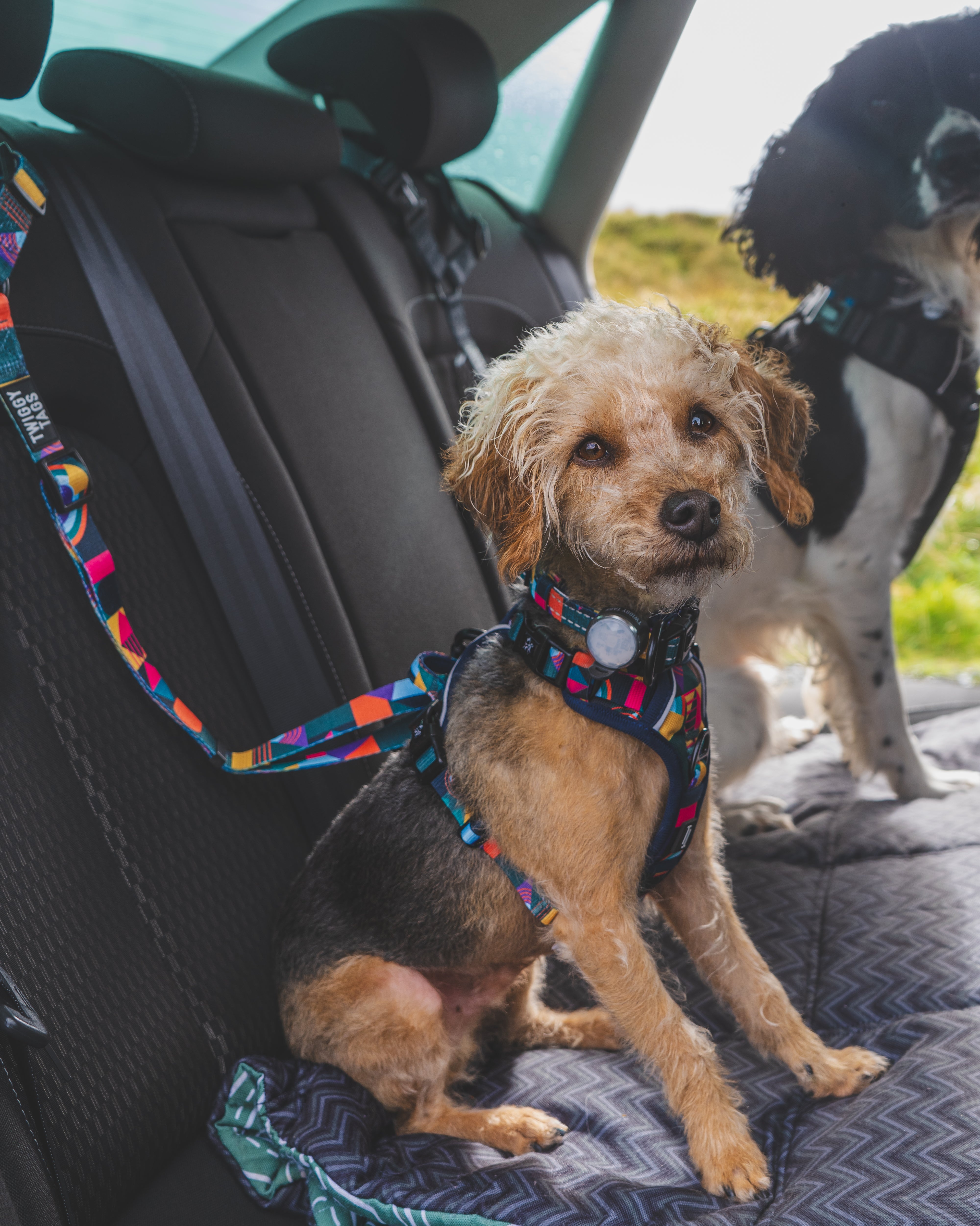 Dog seat best sale belt ireland