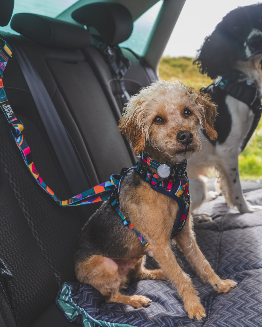 Adventure Dog Safety Seatbelt - Aurora