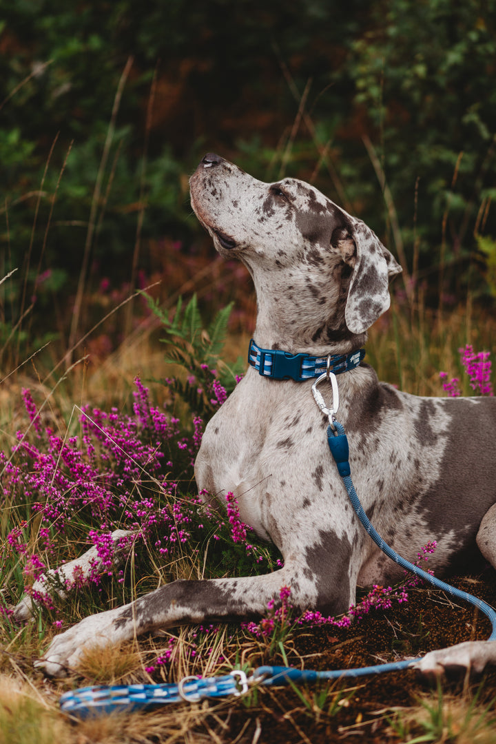 Horizon Rope Lead - Oasis