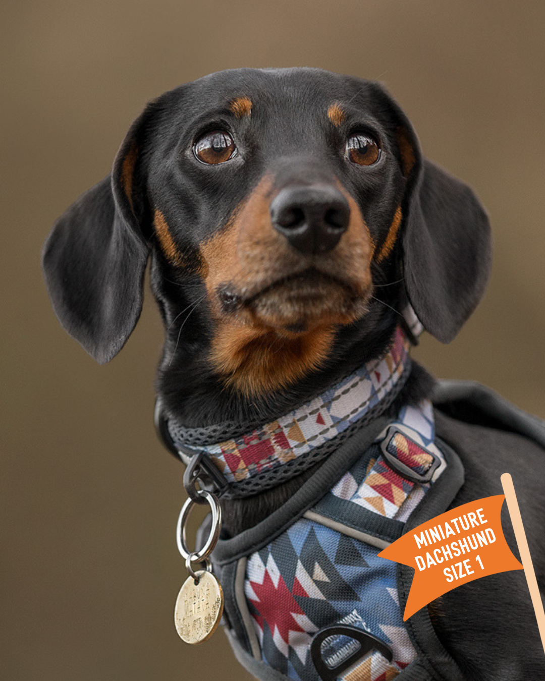 Miniature dachshund collar hotsell