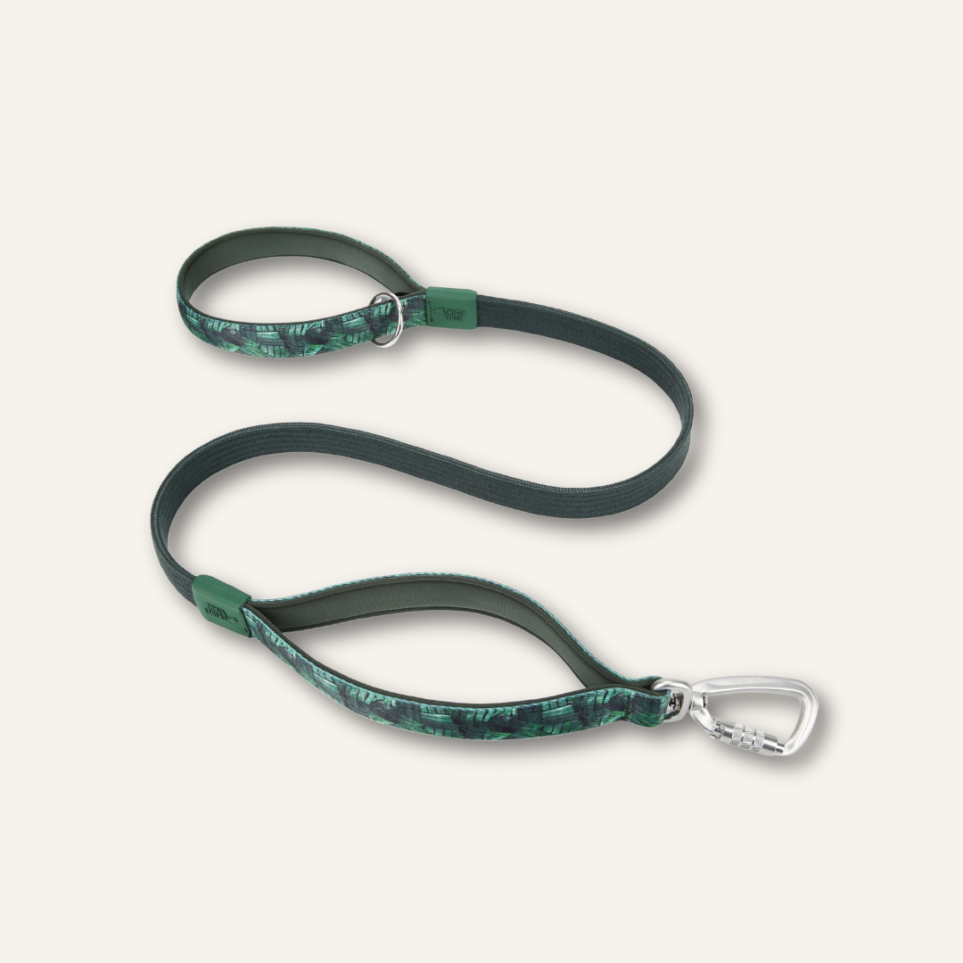 Bungee Lead